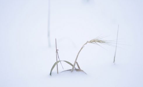 Žiema – tinkamas metas planuoti pavasario darbus