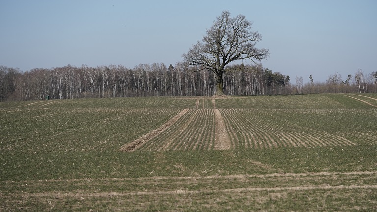 Apdirbta žemė