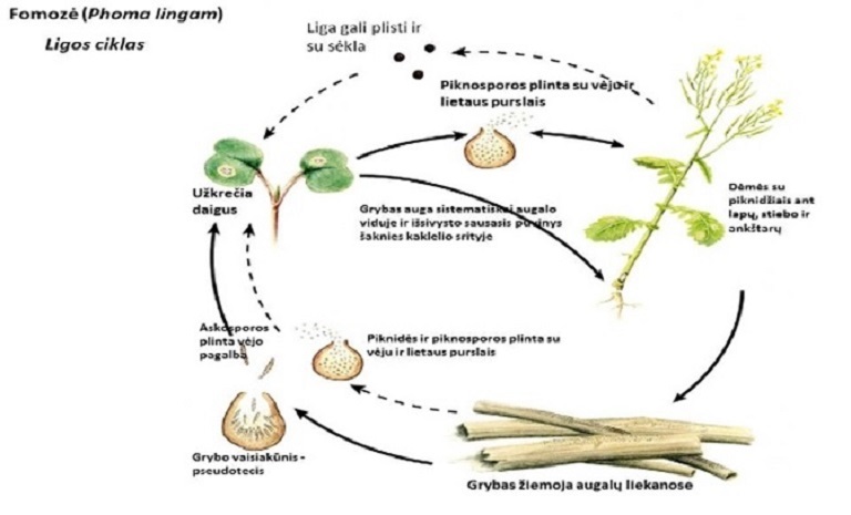 Fomozės ligos ciklas augaluose