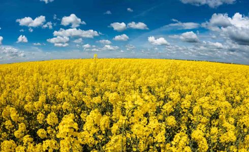 Biostimuliatoriais apdirbtas rapsų laukas